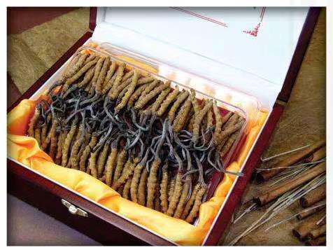 丰南冬虫夏草回收